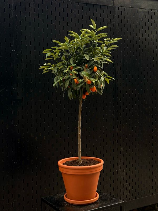Kumquat Tree XL Kumquat Tree XL
