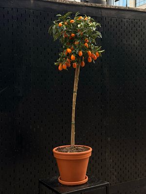 Kumquat Tree XL
