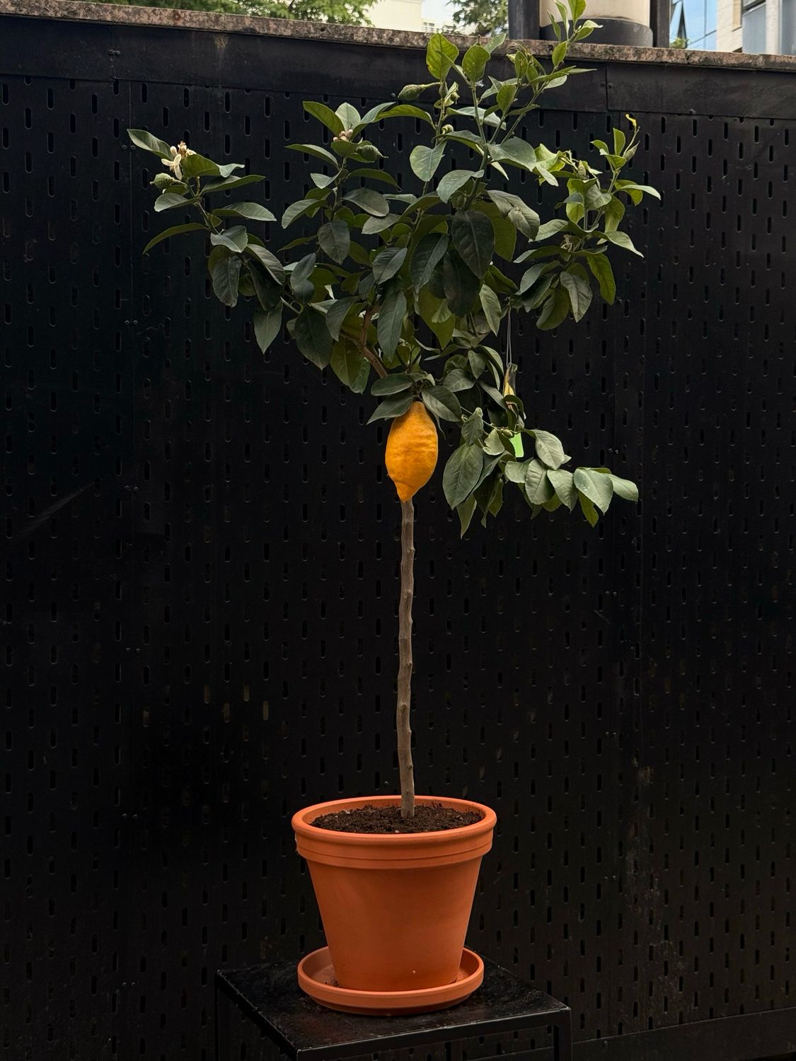 Lemon Tree