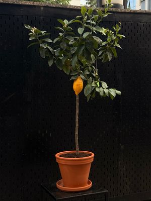 Lemon Tree