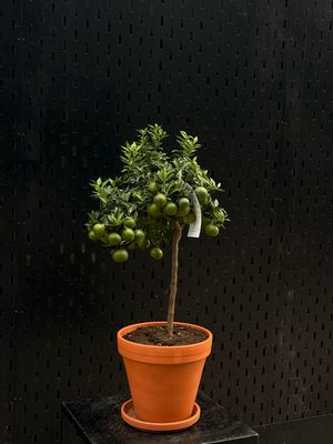 Calamondin Tree L