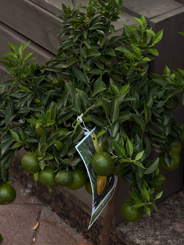 Calamondin Tree L