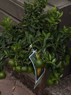 Calamondin Tree L