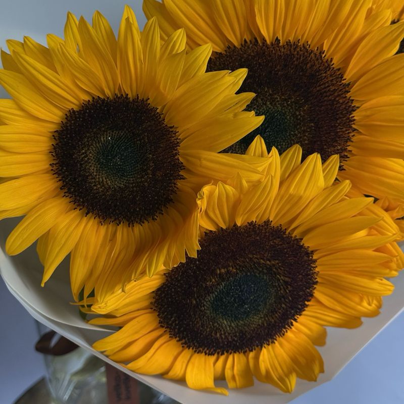 Sunflower Monobouquet (yellow, cream wrap)