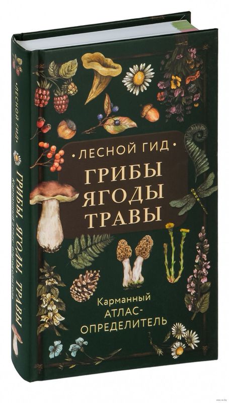Forest Guide: Mushrooms, Berries, Herbs
