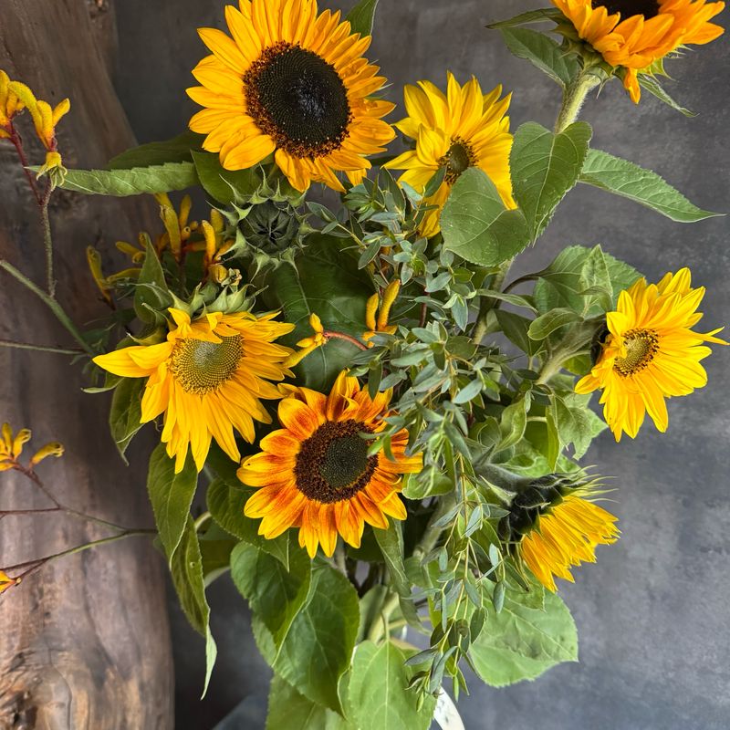 Sunflower, Kangaroo Paw and Eucalyptus Bouquet