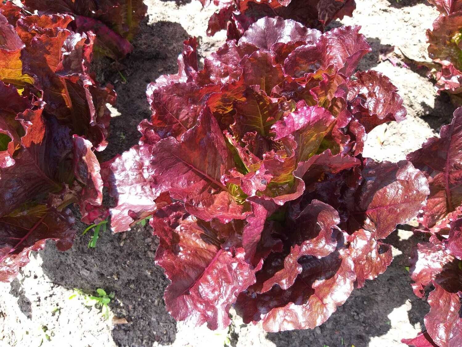 Alface Crespa Roxa (maço)