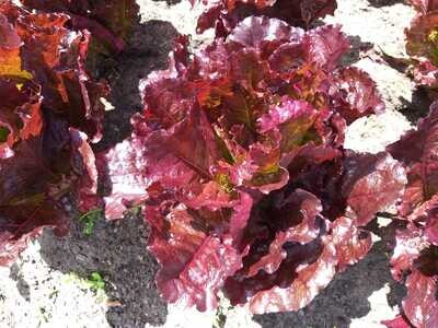 Alface Crespa Roxa (maço)