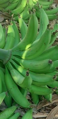 Banana da Terra  (kg)