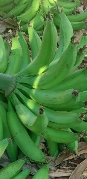 Banana da Terra  (kg)