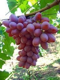 Uva Magna orgânica com semente (500g)