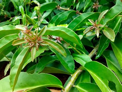 Ora pro nobis (maço)