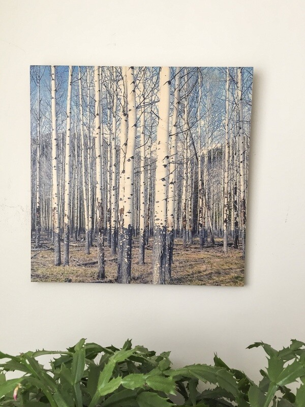 Poplars