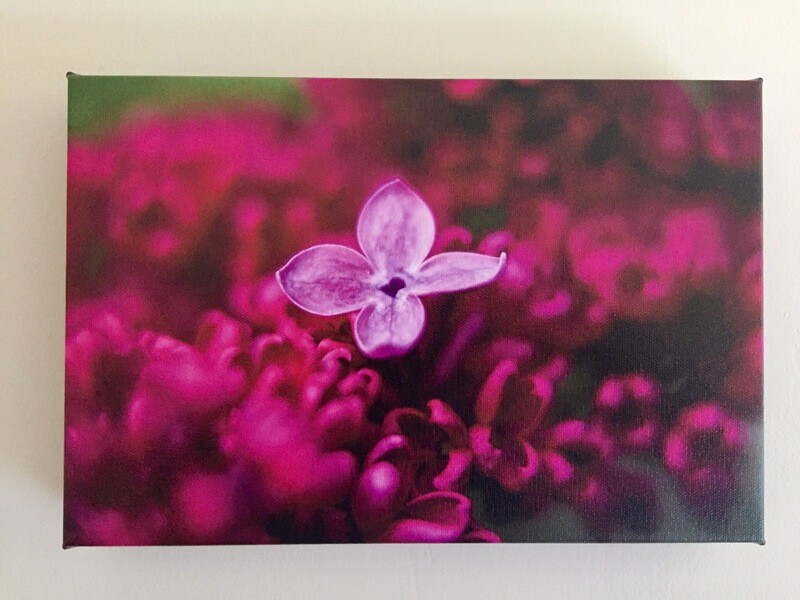 Earliest Lilac Bloom