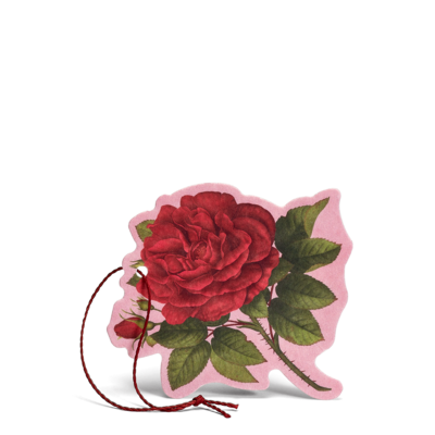 Rosa Purpurea - Fiore Profumato Multiuso