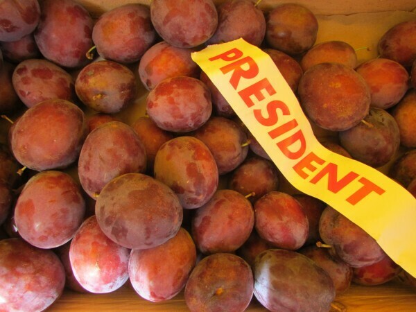 Pruim president