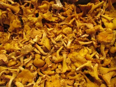 Girolles champignon