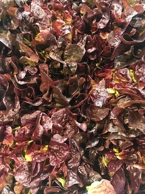 Eikenbladsla rood (per stuk)