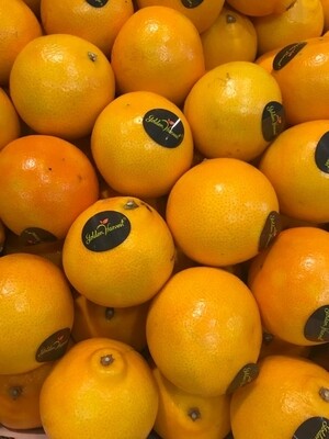 Appelsien Minneola