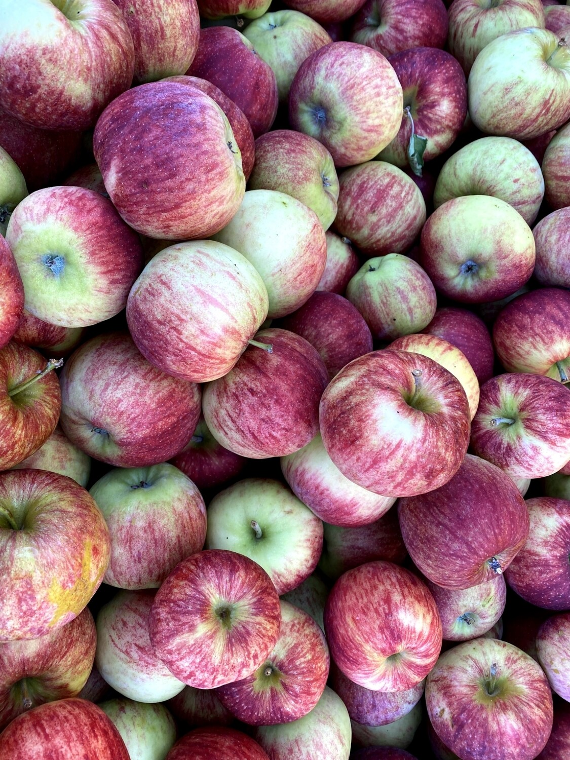 Appel Robijn (Jonagold)