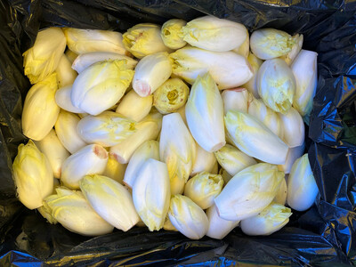 Grondwitloof uitsteek (5 Kg)