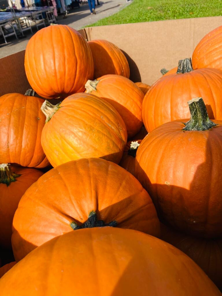 Halloween Pompoen (per stuk)