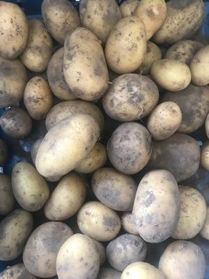 Nieuwe Belgische aardappel vastkokend