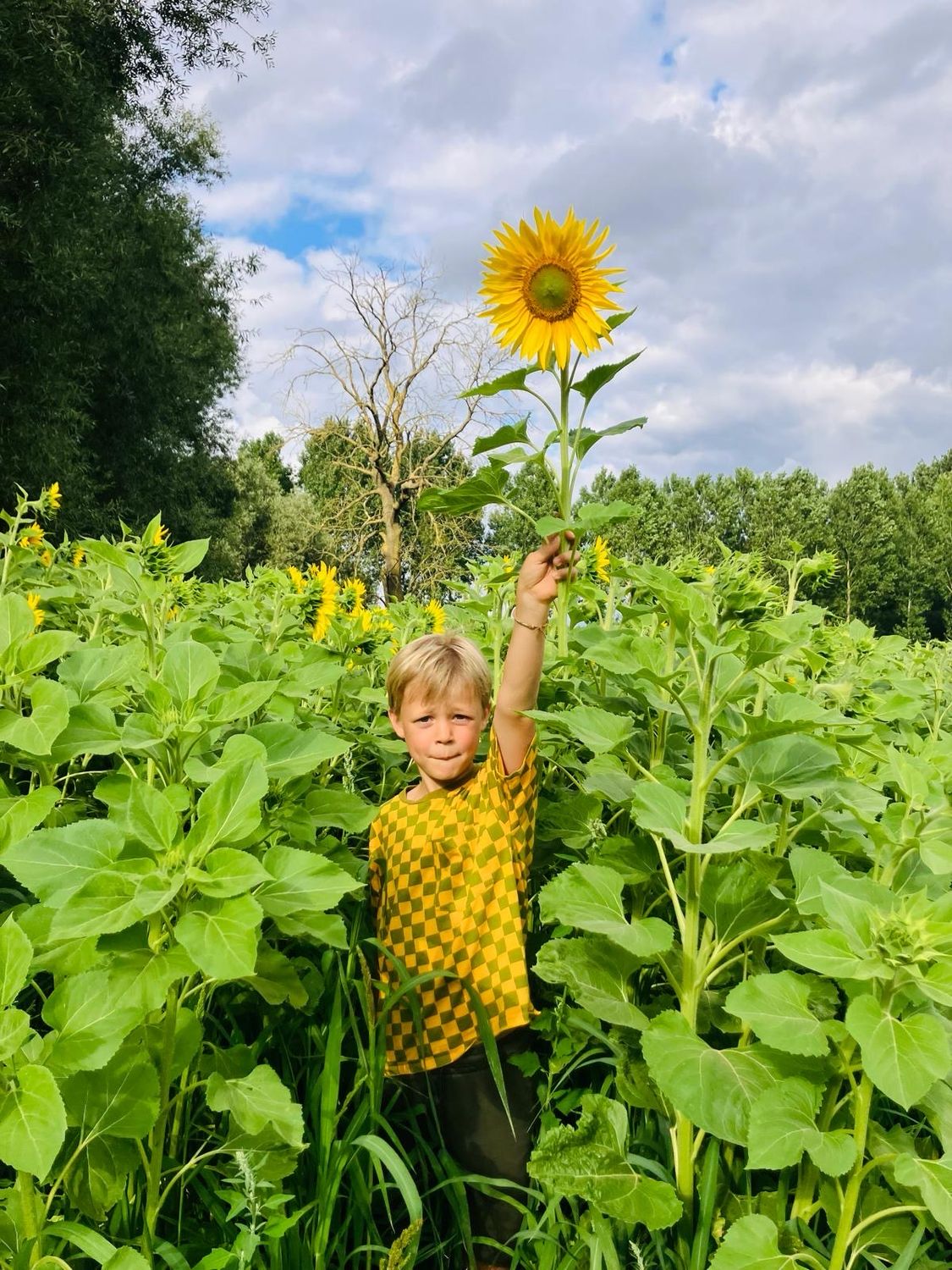 Zonnebloem per stuk