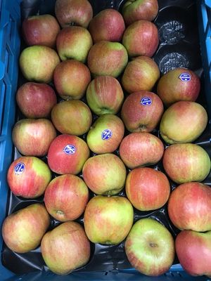 Verse Boskoop-appels ideaal voor appelmoes en gebak 