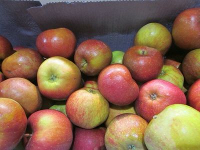 Appel Boskoop