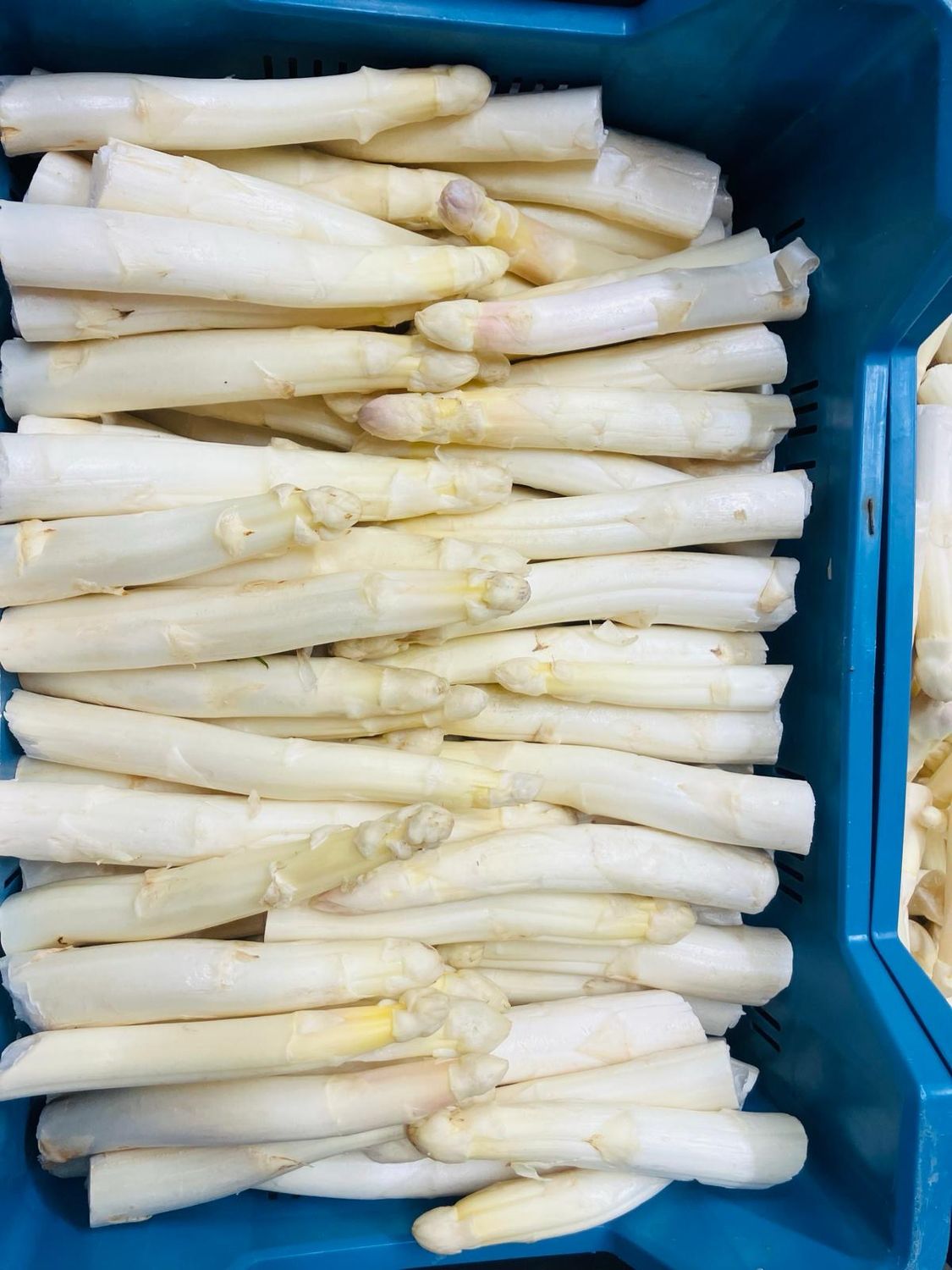 Aspergekoppen - gelegd 