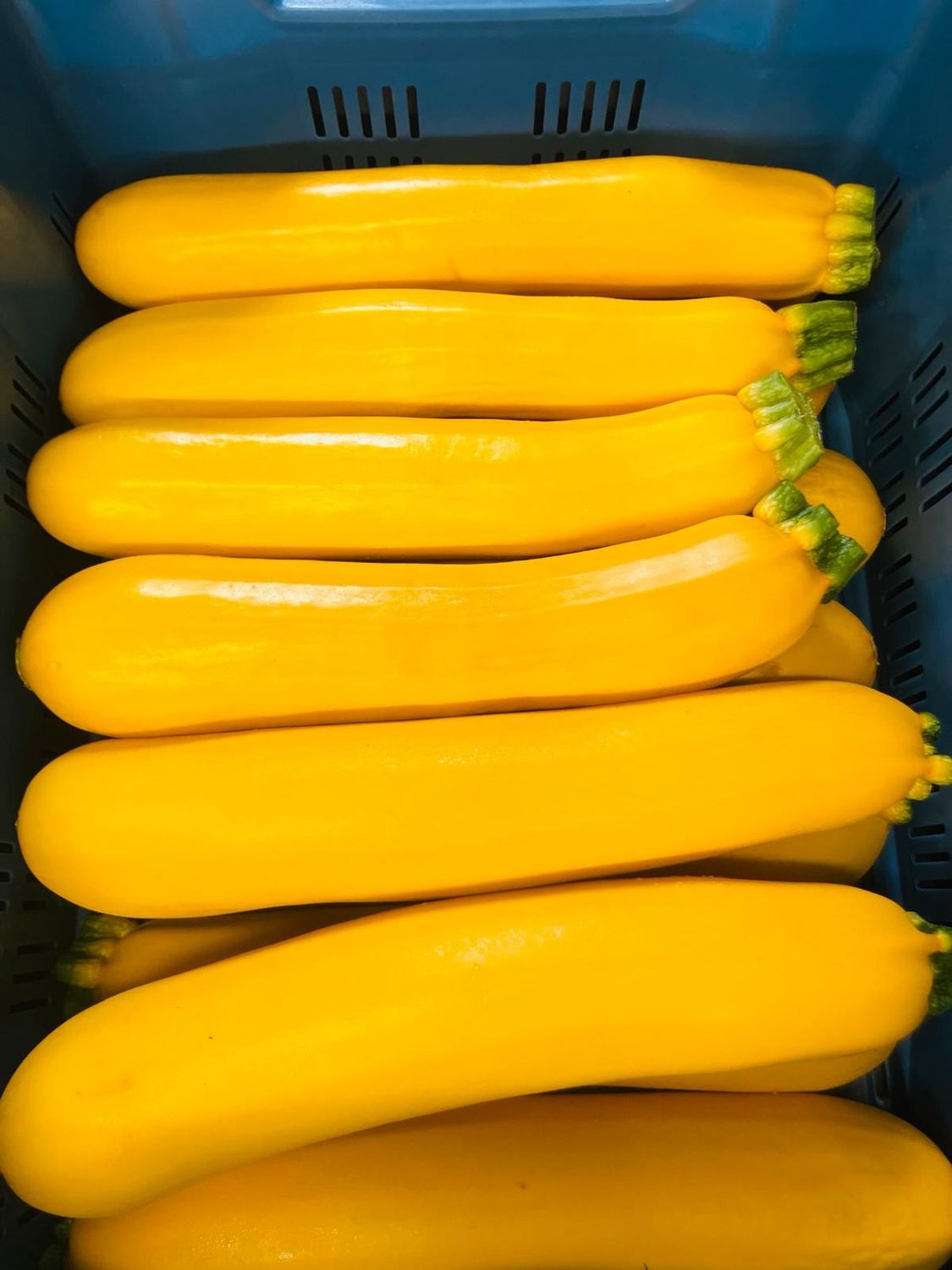 Gele Courgette (per stuk)