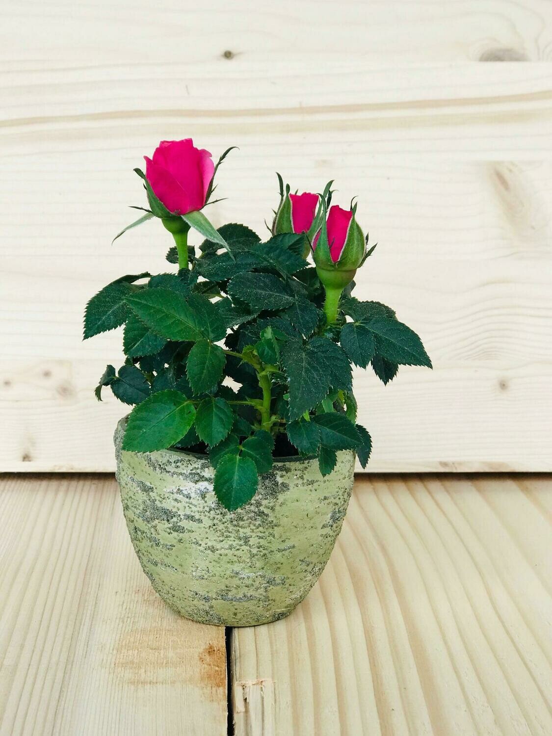 Rose mit Topf Marianne Stoldt's Anemone Floristik
