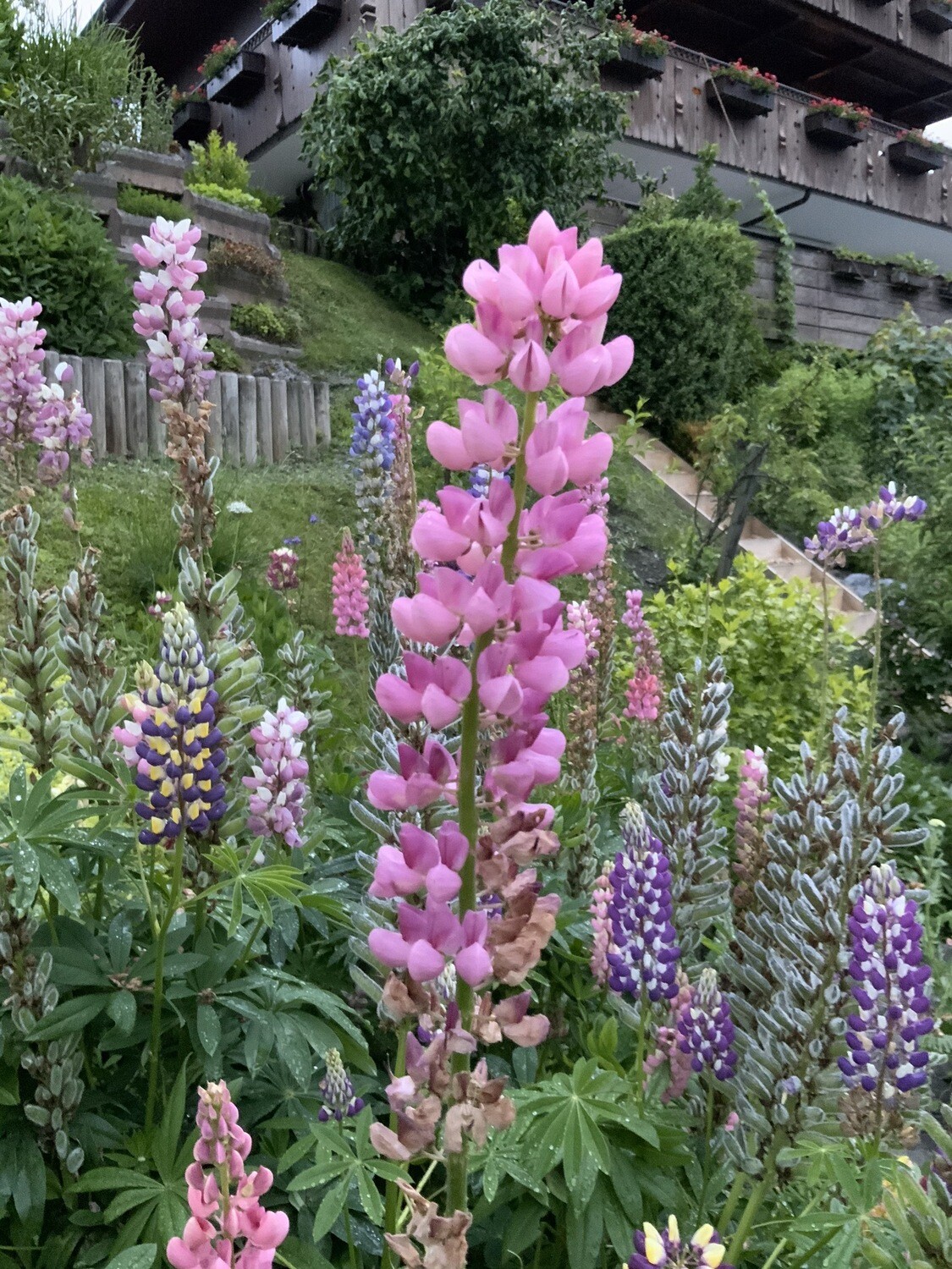 12x eine blumige Überraschung