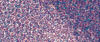 Purple Passion - DGD08