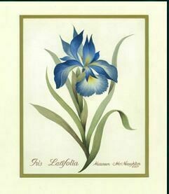 Iris Latifolia - #734