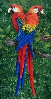 A Single Red Macaw Parrot