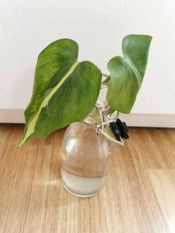 Philodendron Brasil