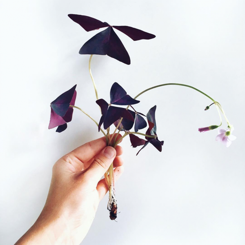 Oxalis stikling