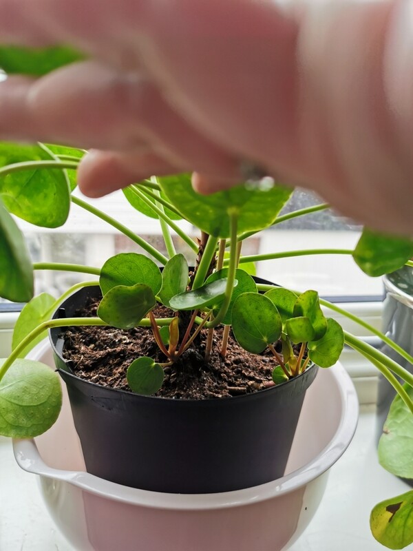 Pilea