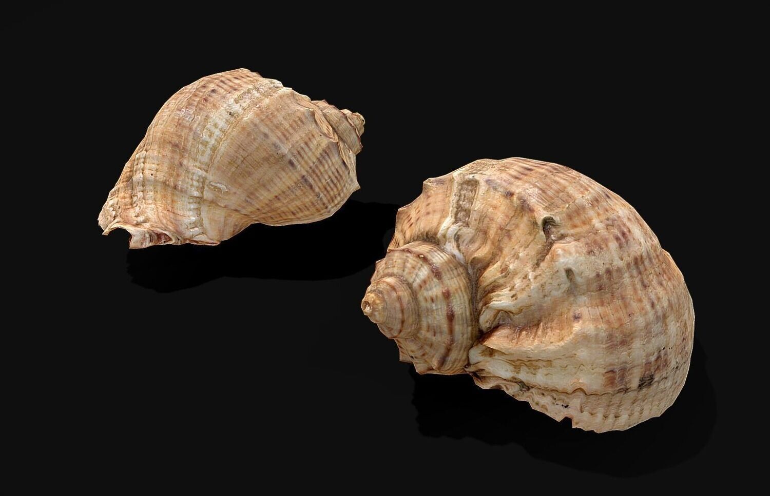 Seashell - Photoscaned model
