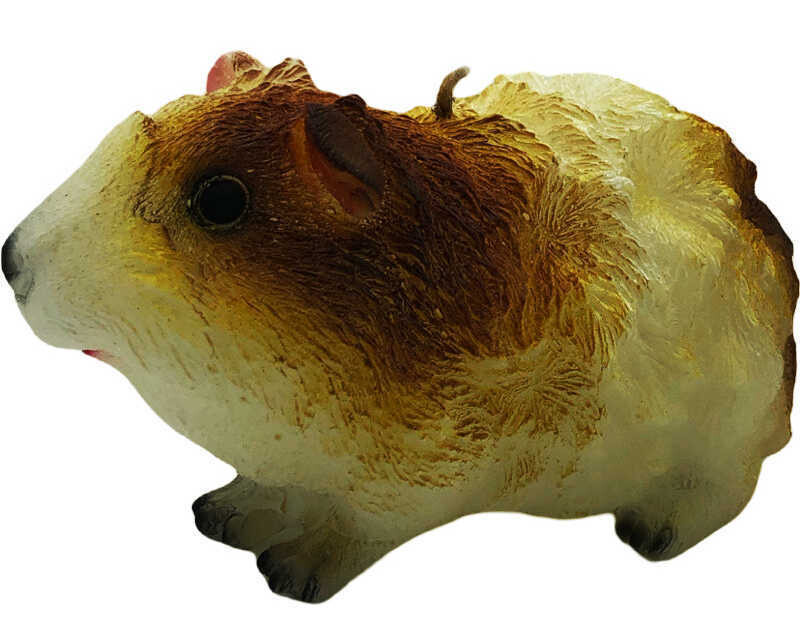 Meerschweinchen