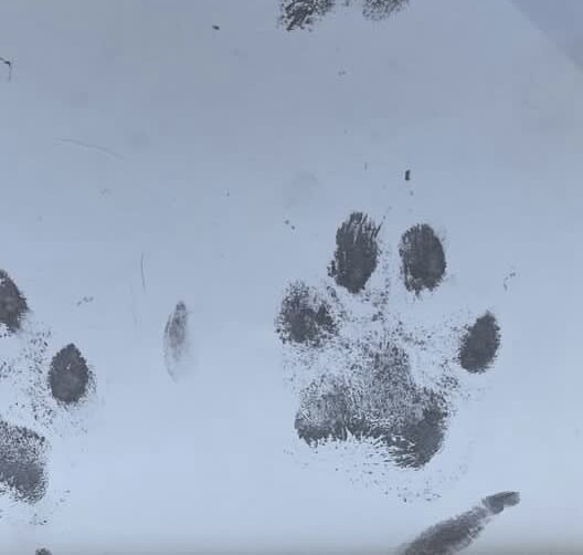 Paw Print Necklace