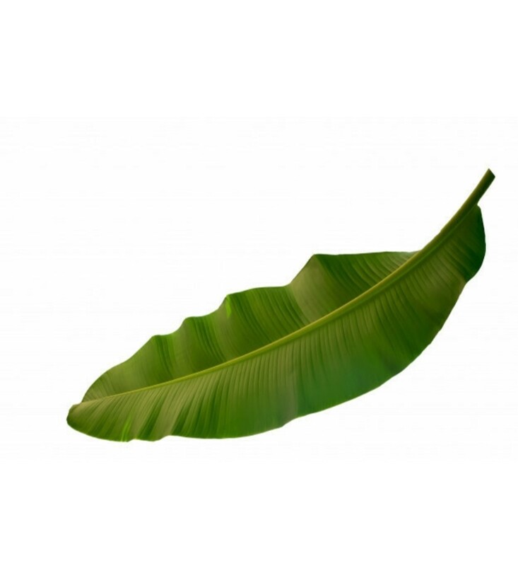 Hoja de Mashan