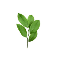 Hojas de limon