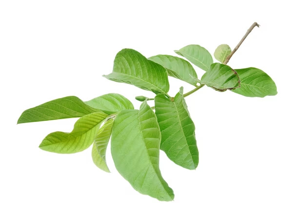 Hojas de guayaba