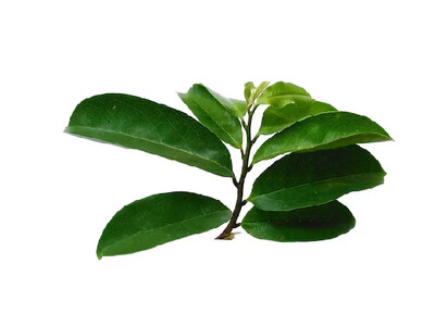 Hojas de anona