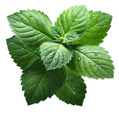 Menta
