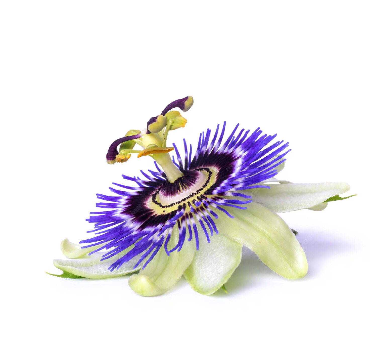 Pasiflora