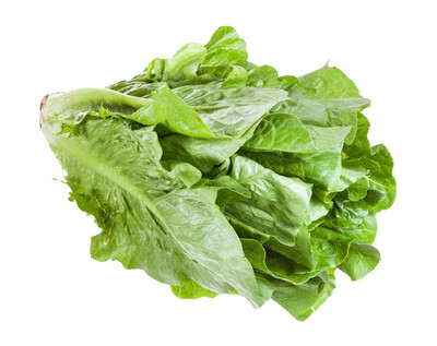 Lechuga romana